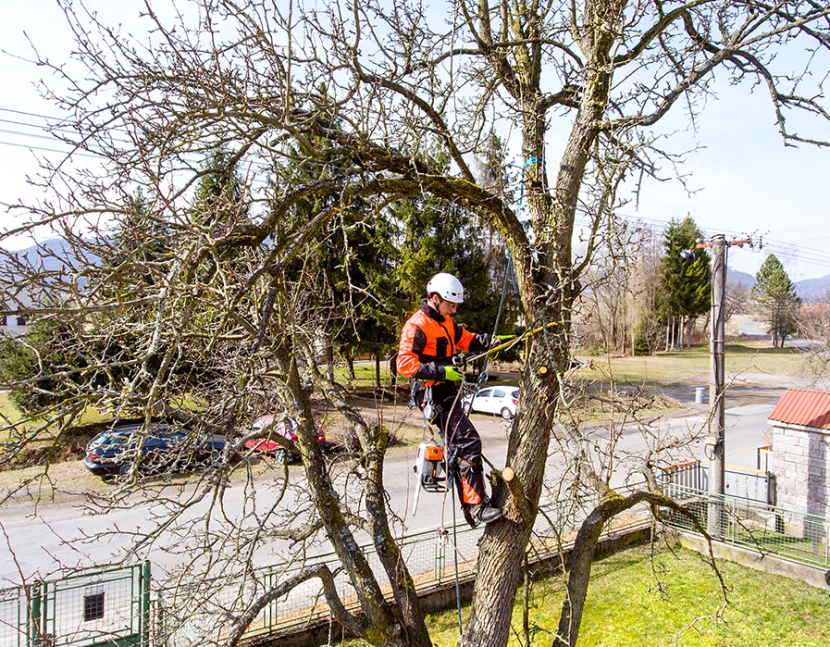 Baumpflege in Berlin – Haus und Baum Seeliger
